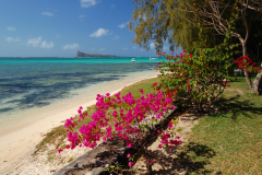 Beautiful-exotic-beach-with-tropical-flowers-on-Mauritius-Island