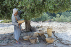 Olive-harvest-scaled