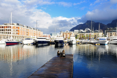 Sea-lion-on-a-jetty-in-Cape-Town-V-and-A-Waterfront