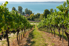 Wine-Tours-in-Israel