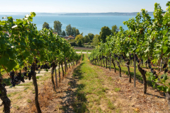 winelands-by-sea-scaled